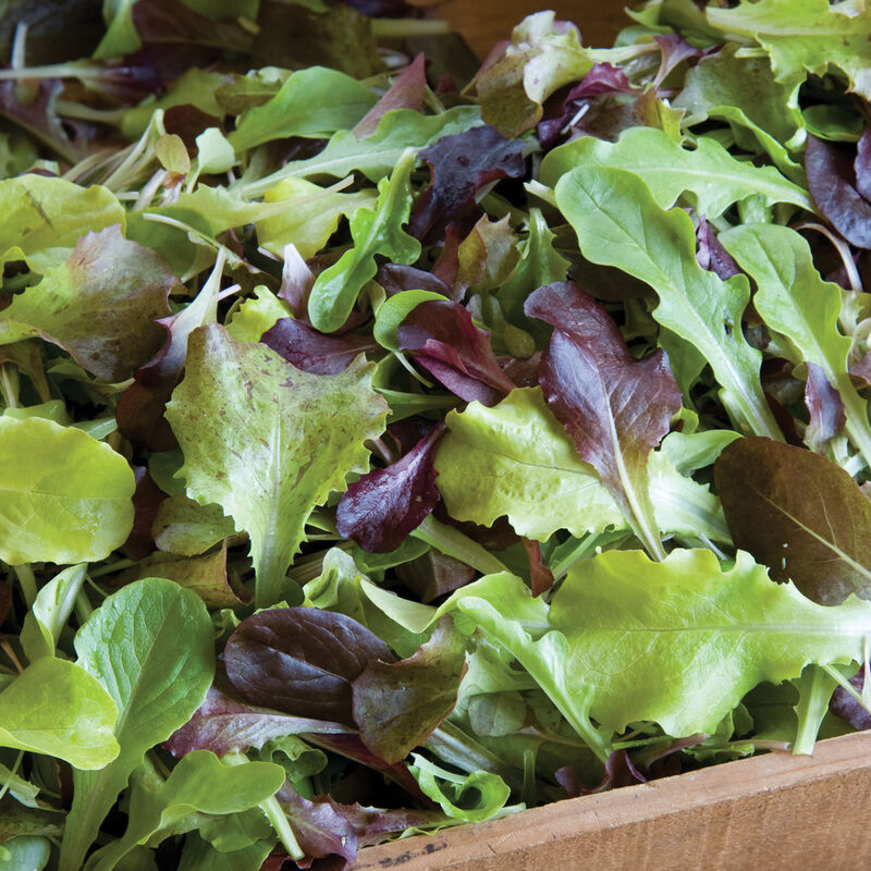 Lettuce Mix, .5 lb bag