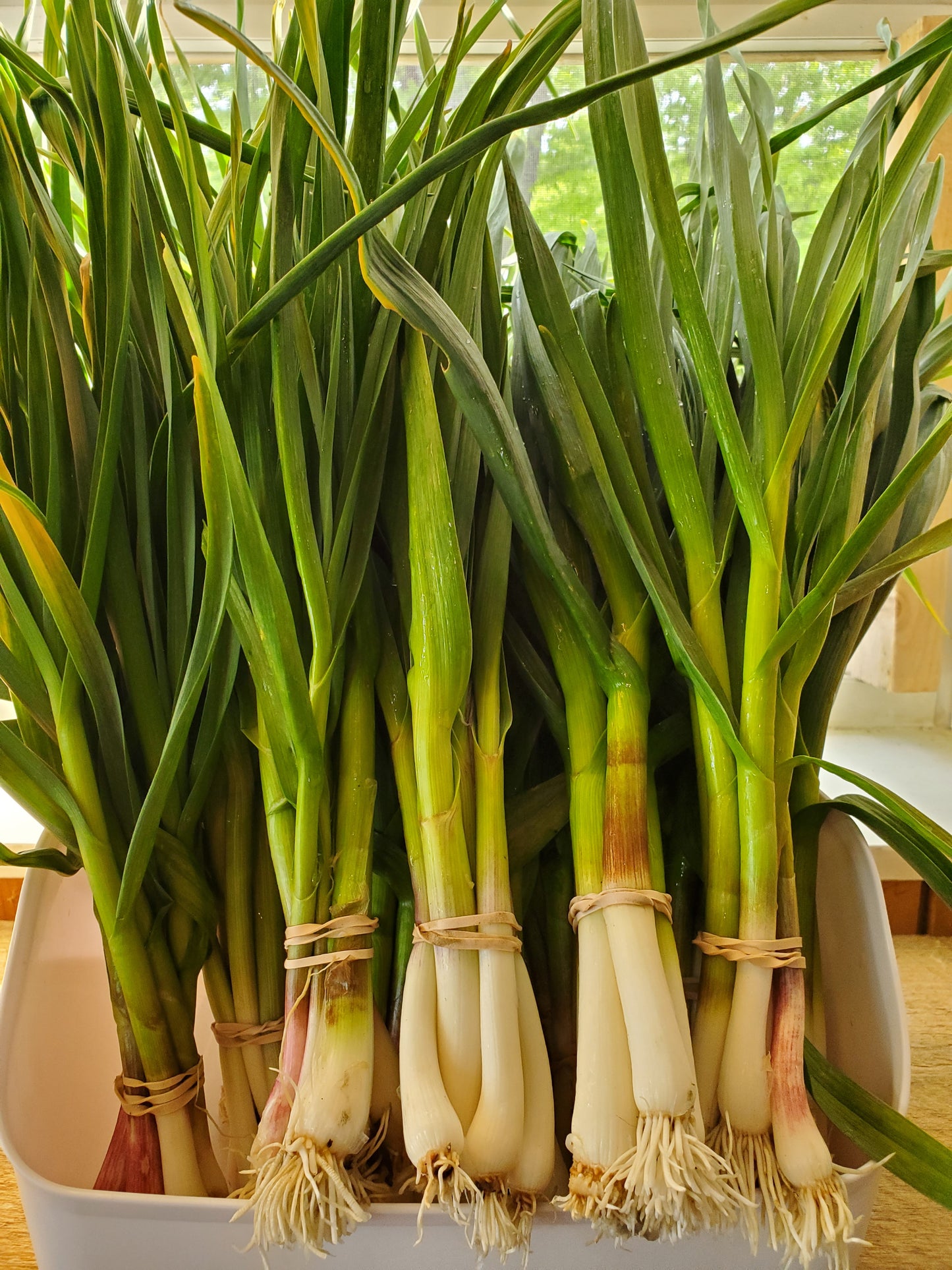 Green Garlic Bunch, Organic