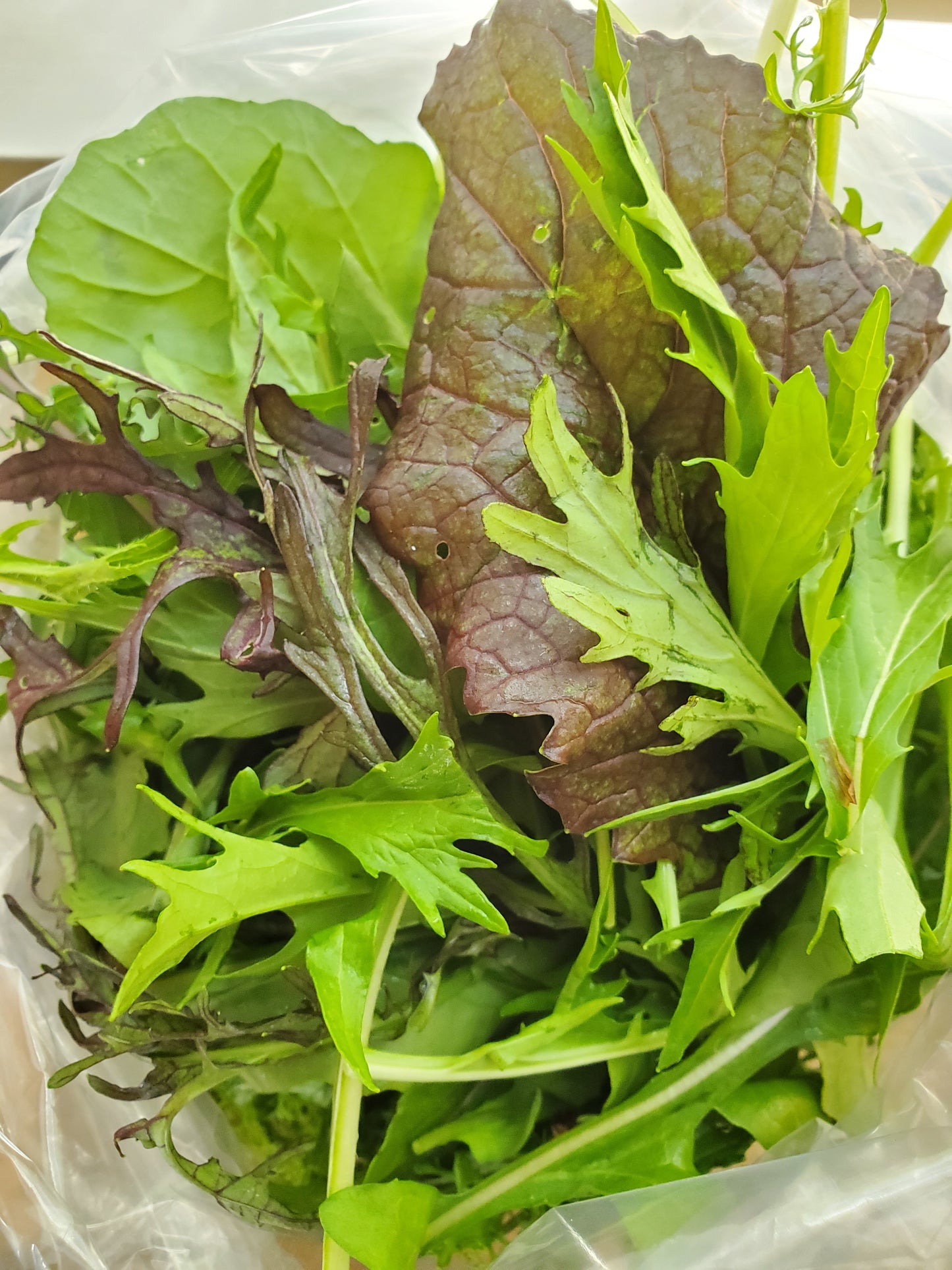 Spicy Salad Mix, 1/3 lb bag