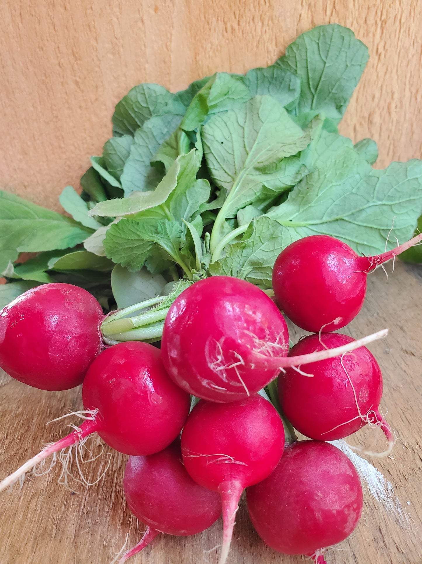 Radishes, Organic, bunch