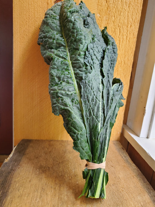 Lacinato Kale, bunch