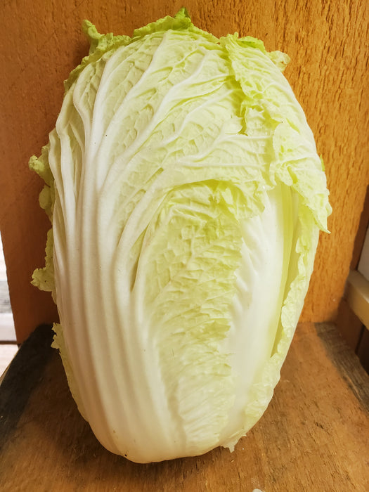 Cabbage, Napa, approx 1.25 lb head