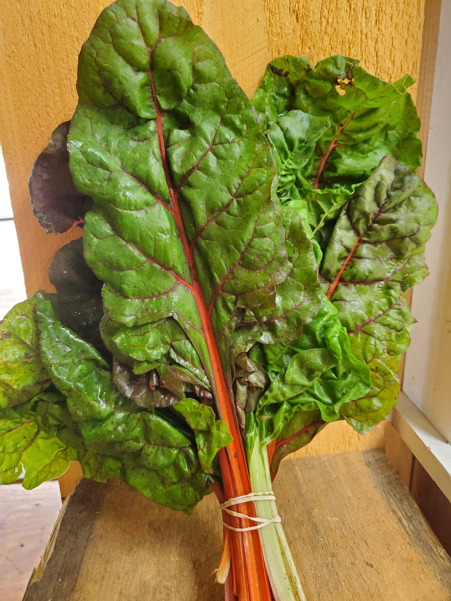 Swiss Chard, bunch