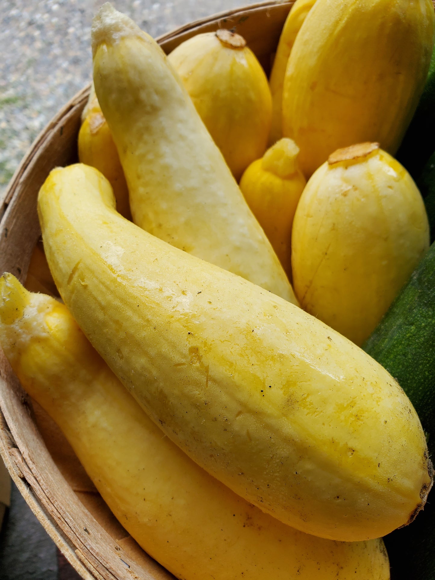 # Yellow Squash
