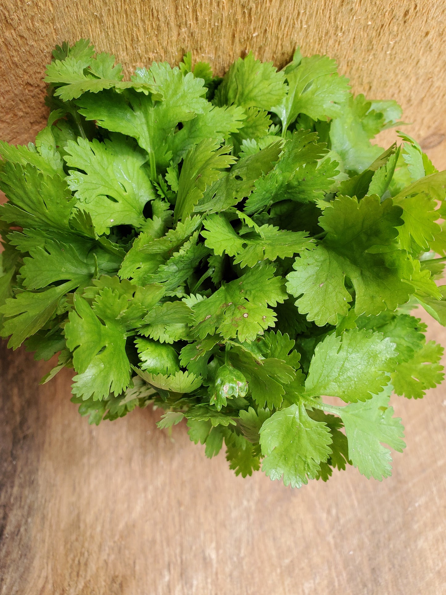 Cilantro, Organic, bunch
