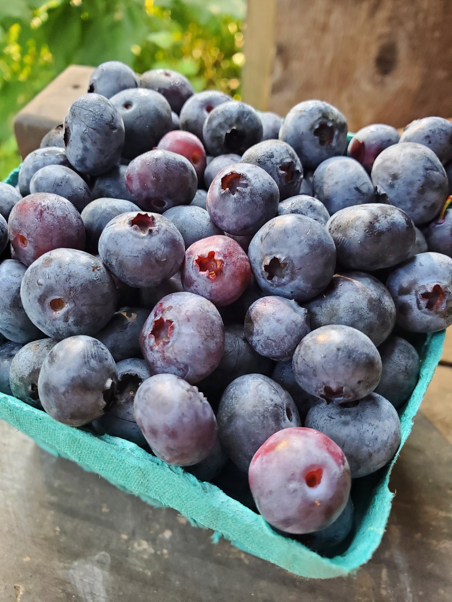 Blueberries, IPM, pint