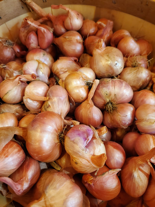 Shallots, each