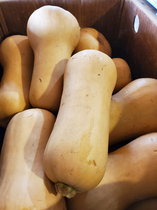 Squash, Butternut, Medium, each, approx 3.75 lbs