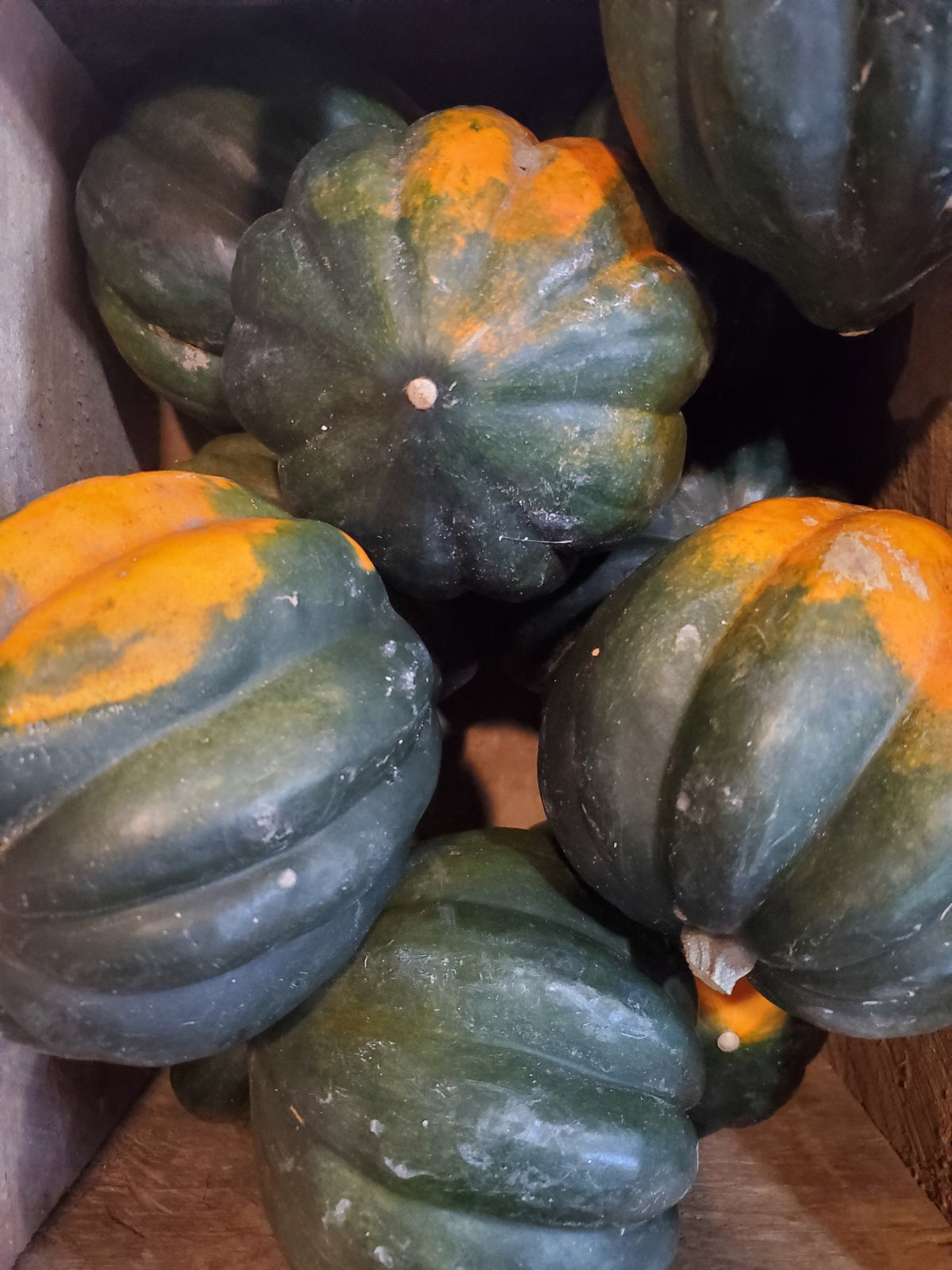 # Squash, Acorn
