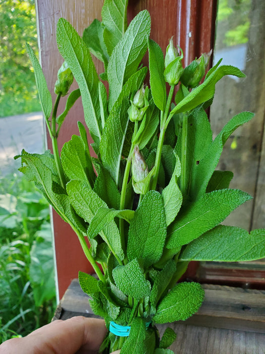 Sage, 1 bunch
