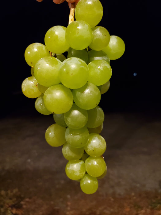 Grapes, Marquis Seedless, 1/2 lb bag