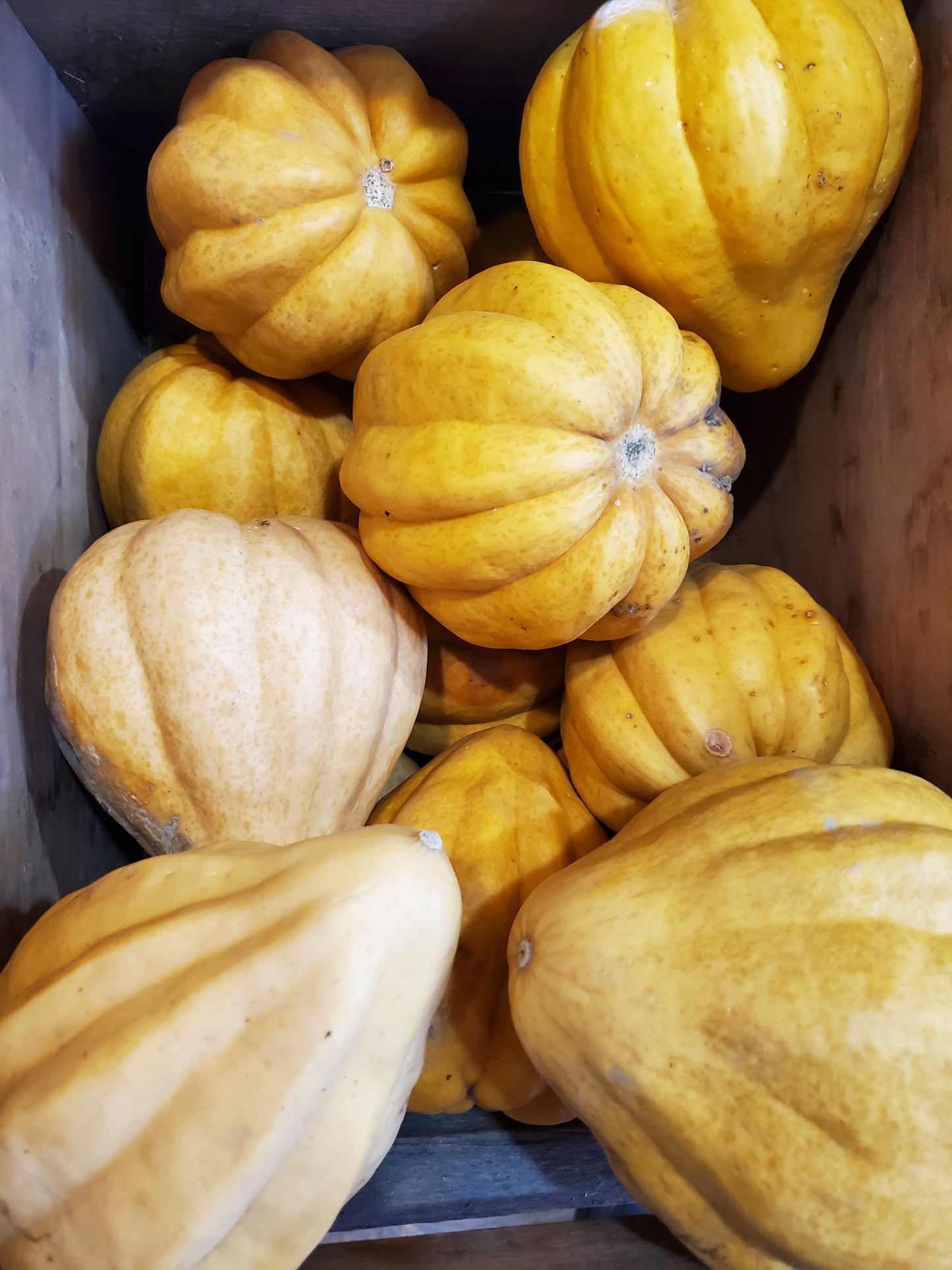 Squash, Tan Acorn
