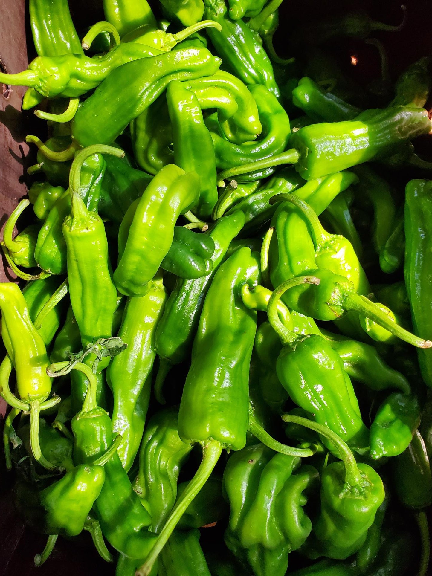Shishito Peppers, Pint
