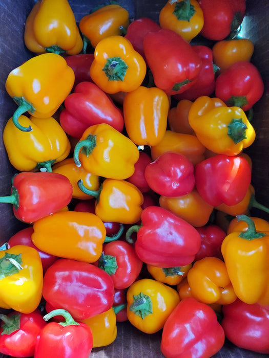 Peppers, Sweet Mini Snacking, 1 lb bag