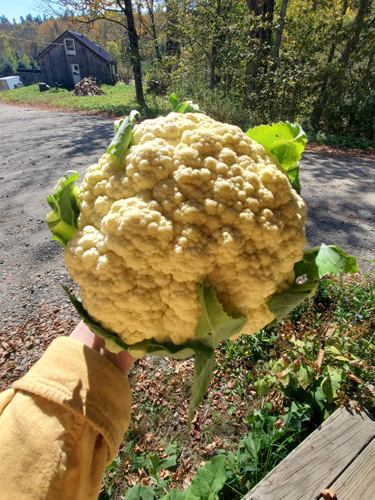 Cauliflower, ~1.6 lb head