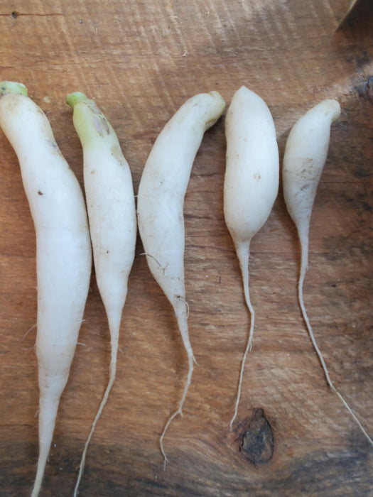 Icicle Radishes, .5 lb bag
