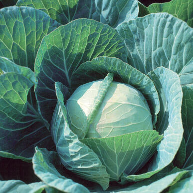 Green Cabbage, IPM, 1.25 lb head