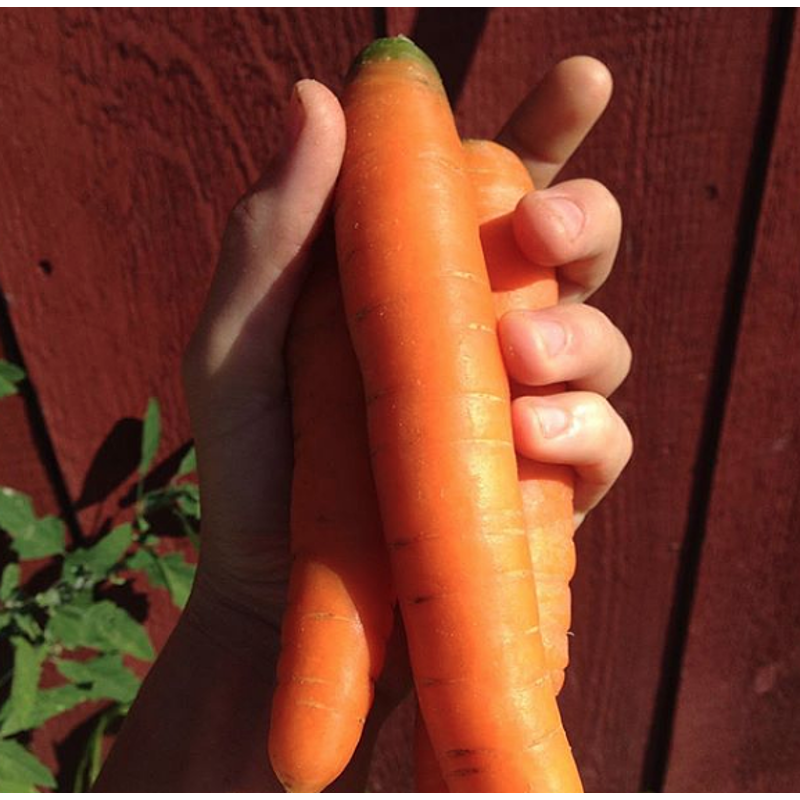 Carrots, Orange, 1 lb bag