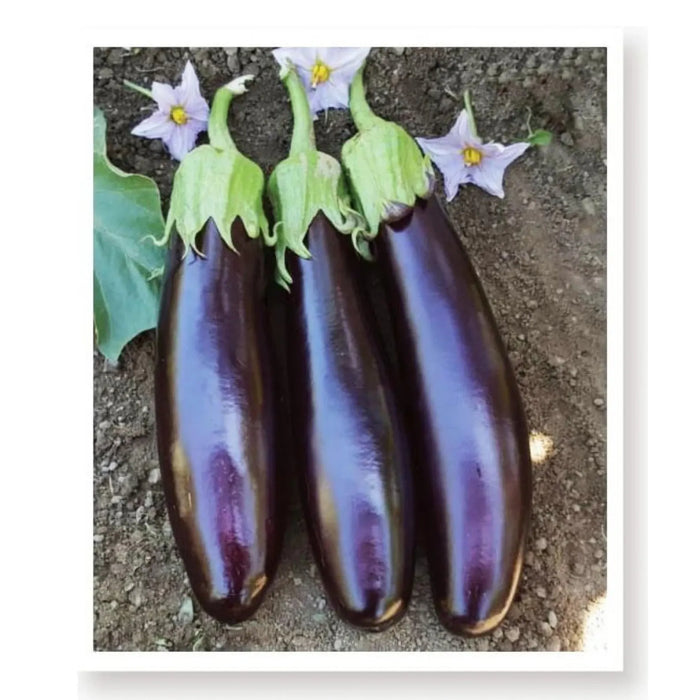 Eggplant, .5 lb