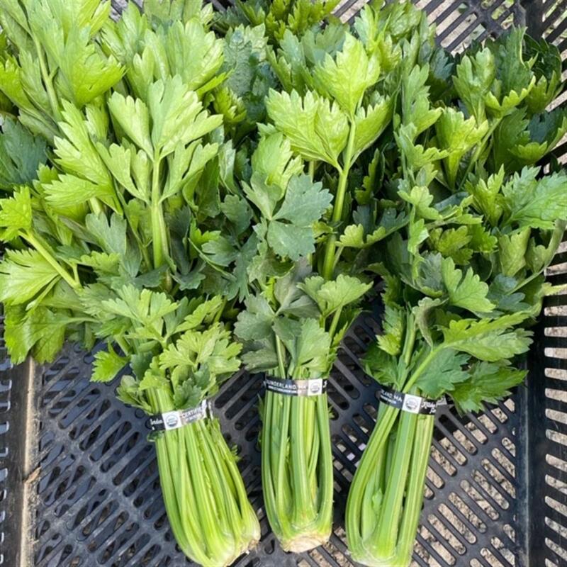 Celery, Organic, Bunch
