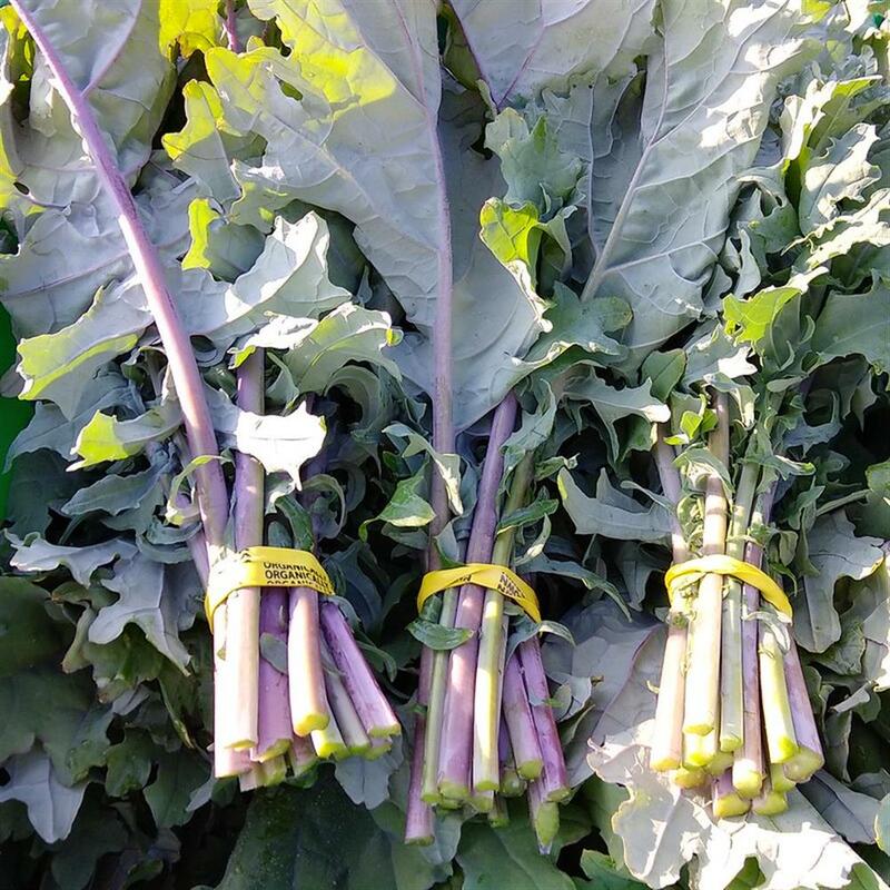 Kale, Red Russian, bunch
