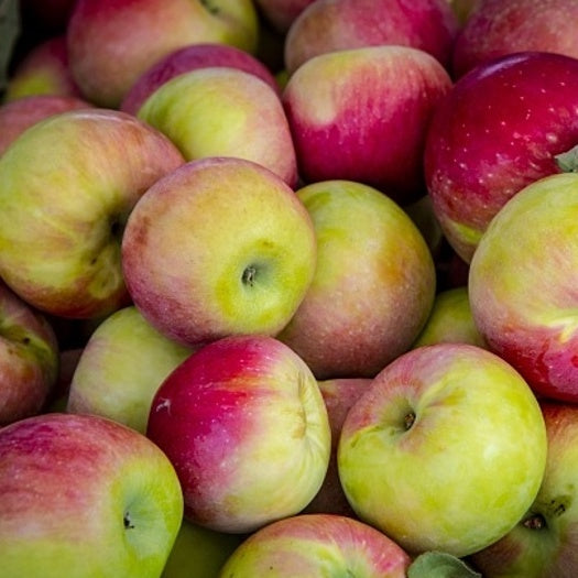 Apples, McIntosh, 5 lb bag