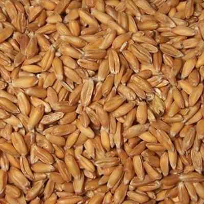 Spelt Berries, Organic, 1 lb bag