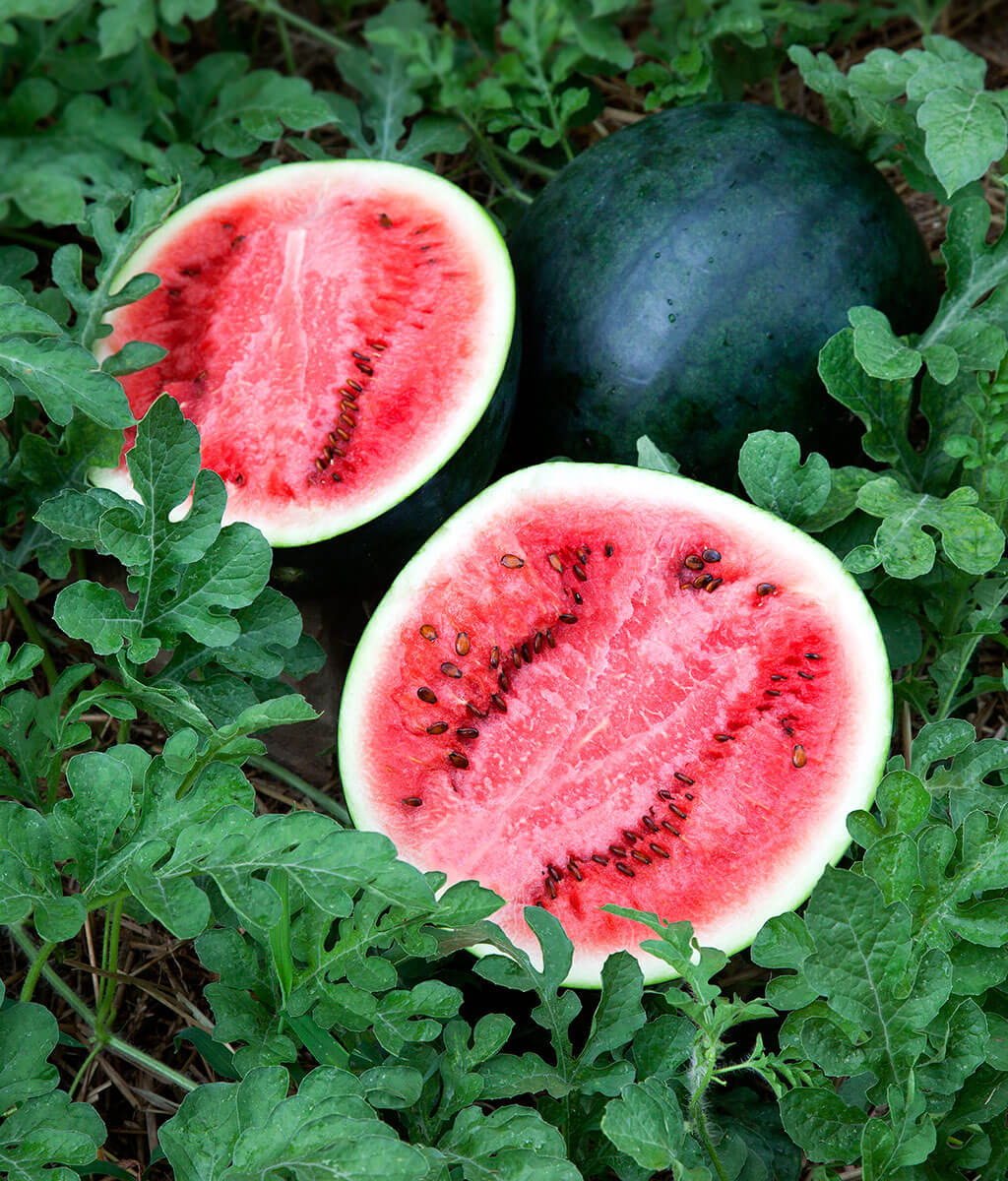 # Watermelon, Red, Organic