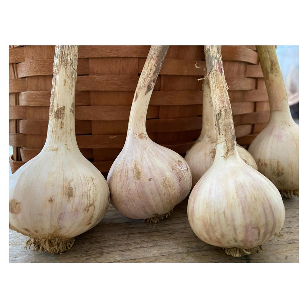 # Garlic