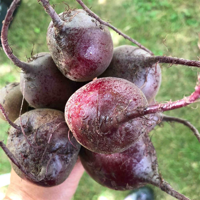 Beets, Red, 1 pound bag