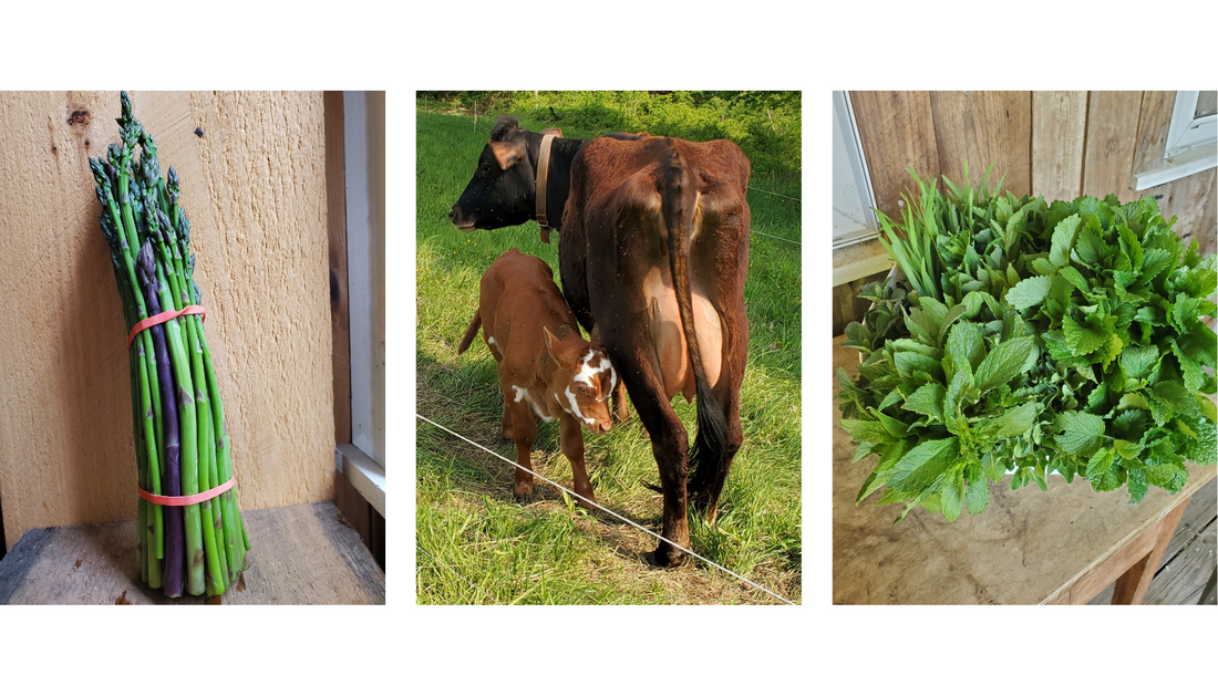 It's getting greener every day at the Hilltown (Mobile) Market! (5/24/23 Newsletter)