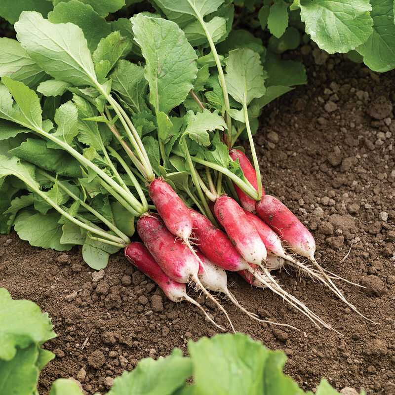 Radishes, French Breakfast, bunch