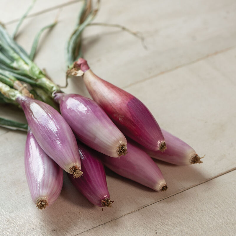 Fresh Red Onion, bunch
