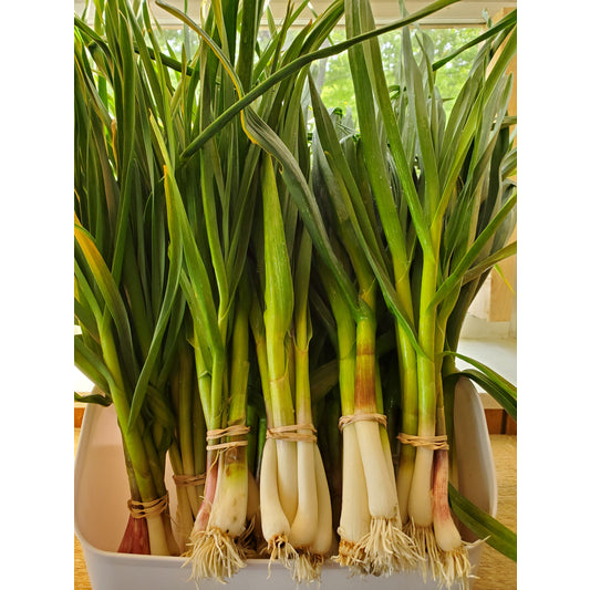 Green Garlic, per stalk