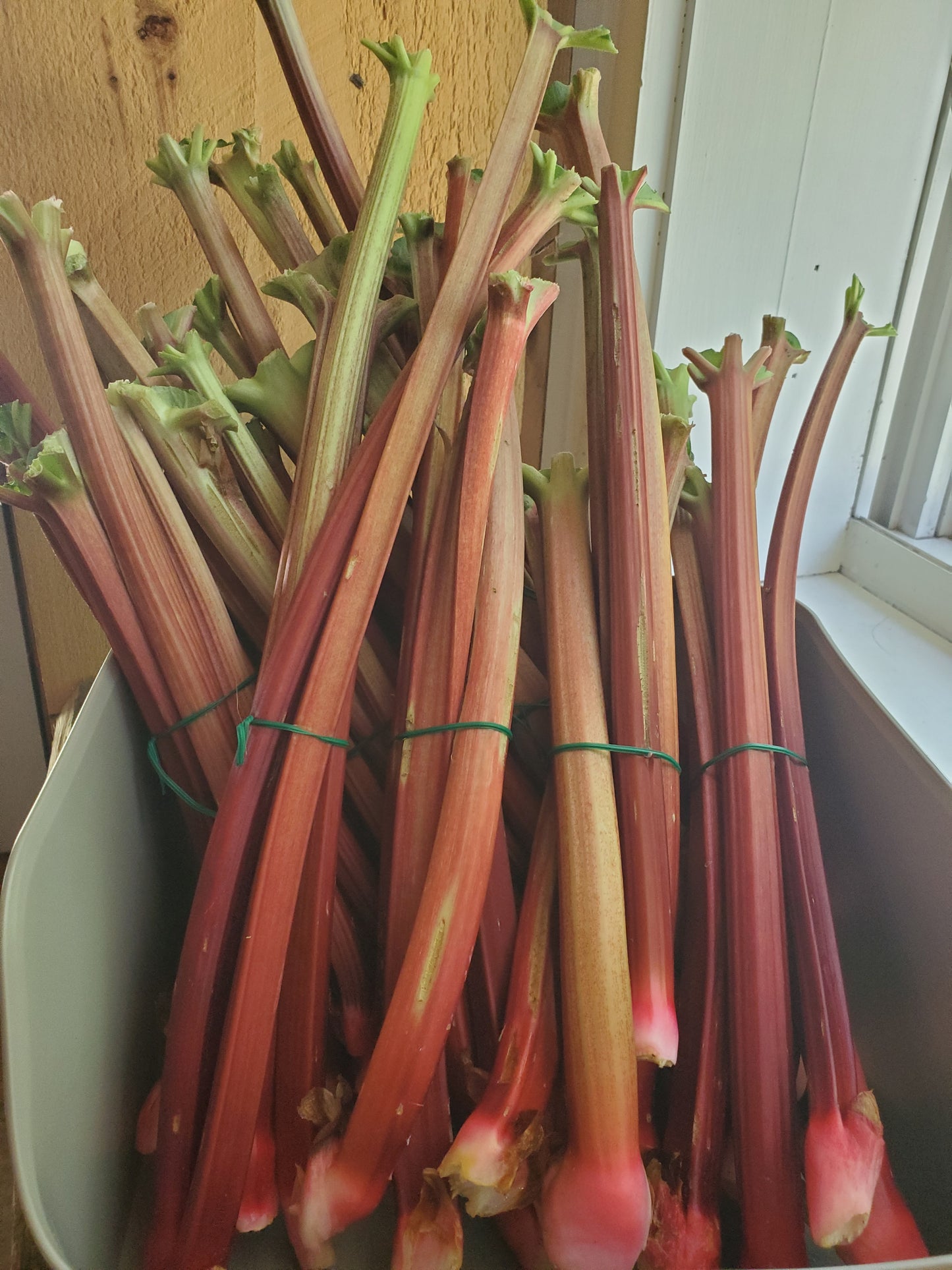 Rhubarb