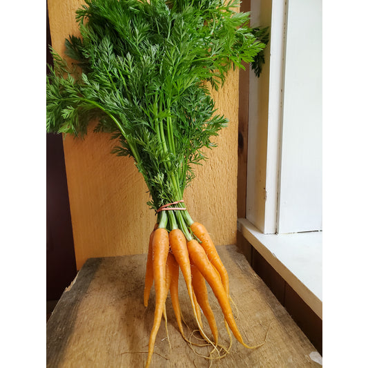 Carrots, Organic, bunch