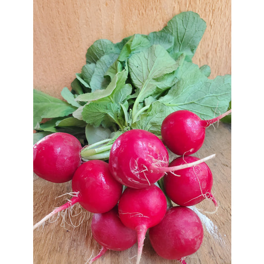Radishes, bunch