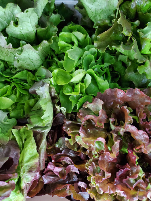 Lettuce, Head, Variety