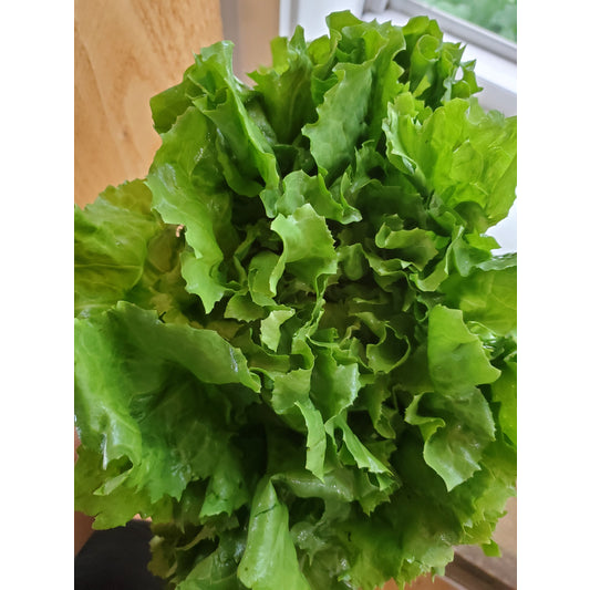 Escarole, head
