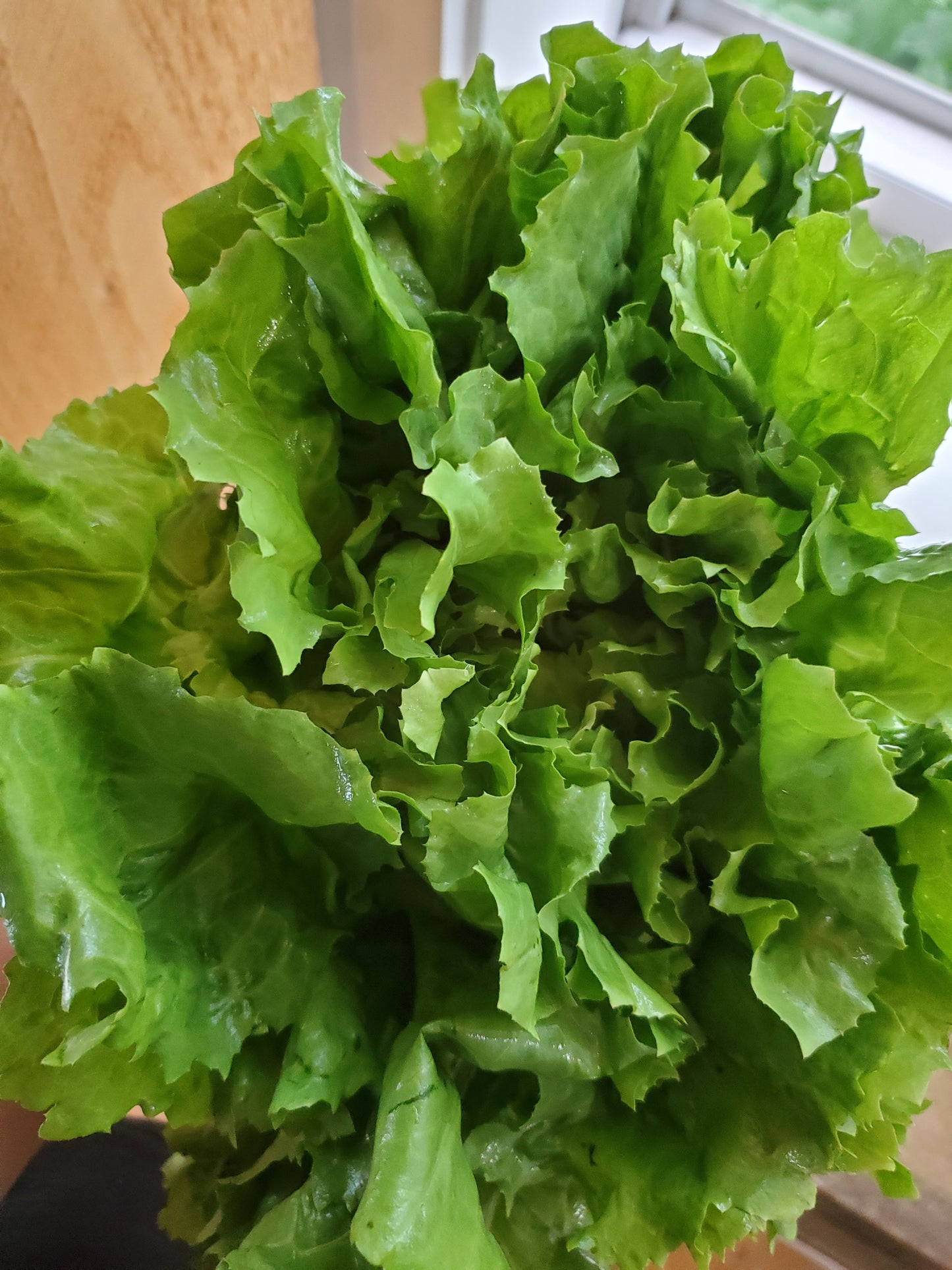 Escarole, head