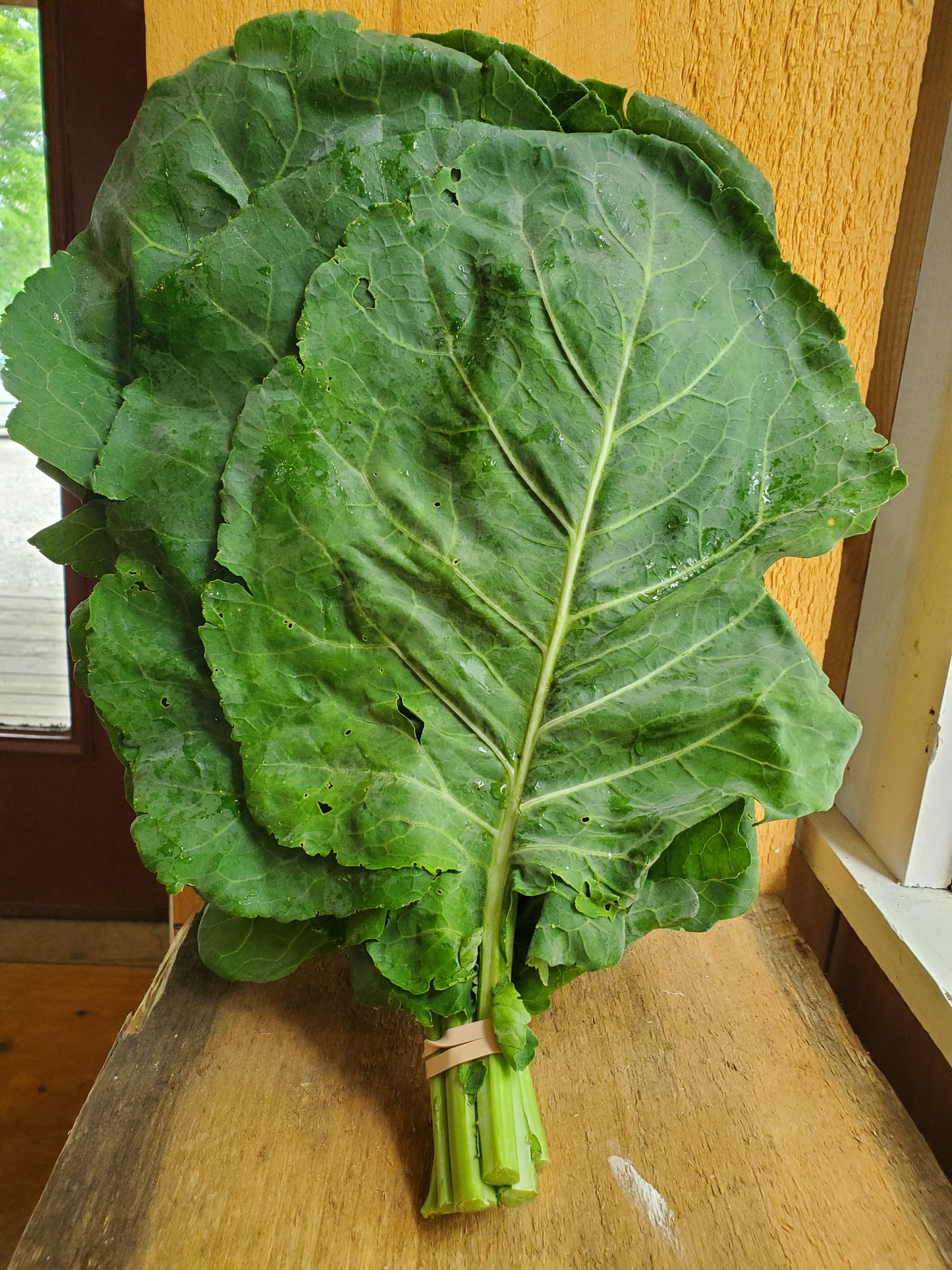 Collard Greens, 1 bunch