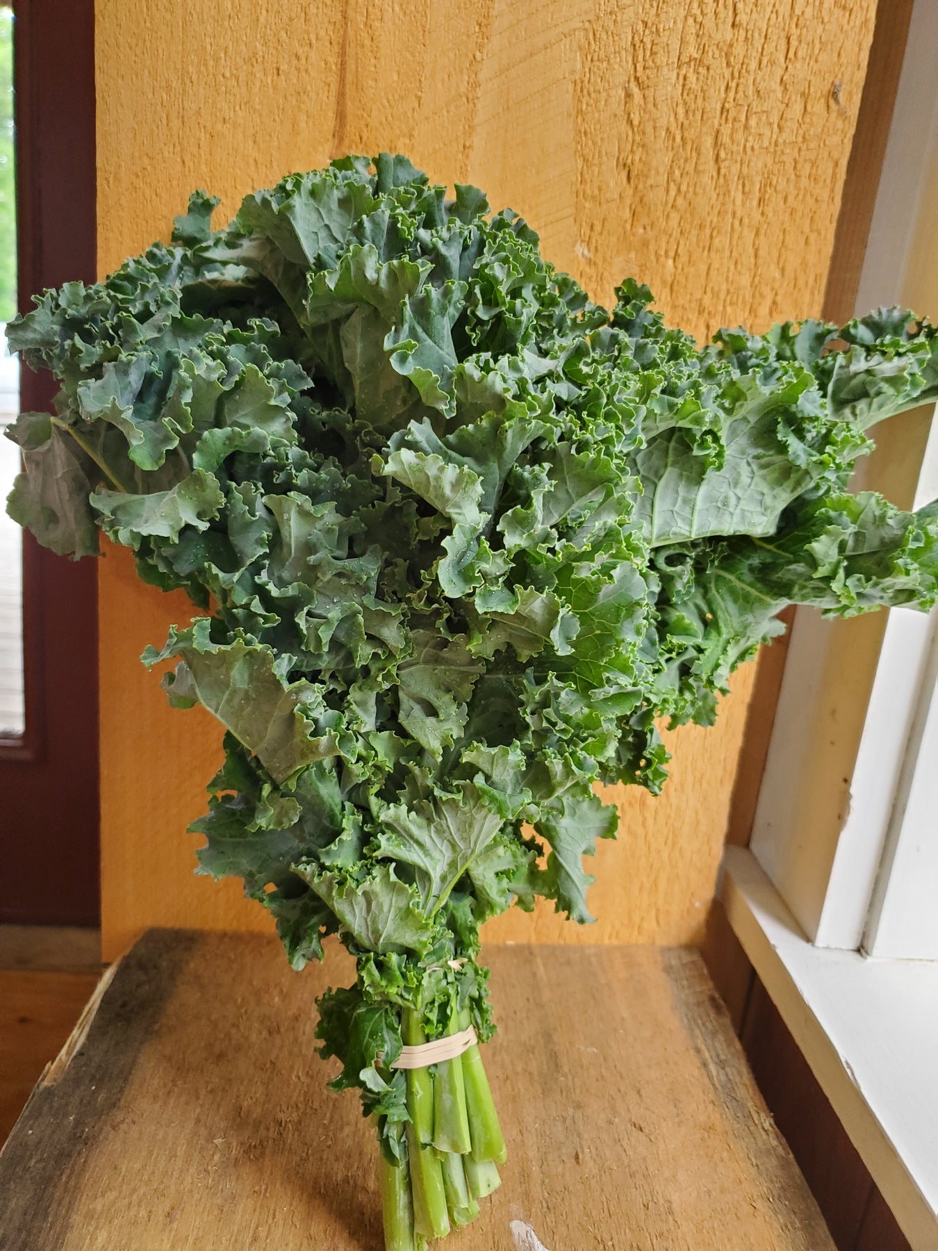 BRASSICAS