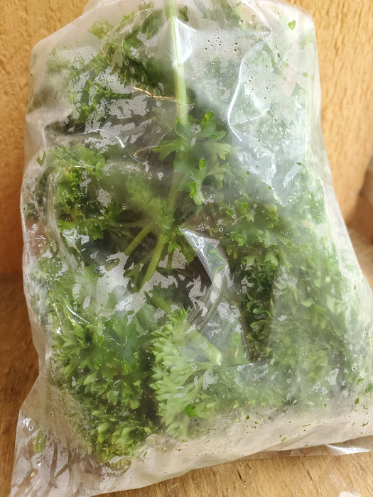 Curly Parsley, bunch