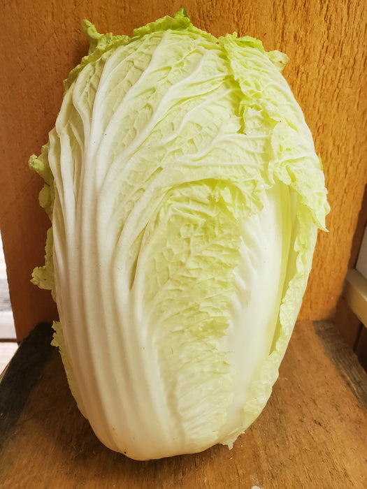 Cabbage, Napa, large head, approx. 3 lbs