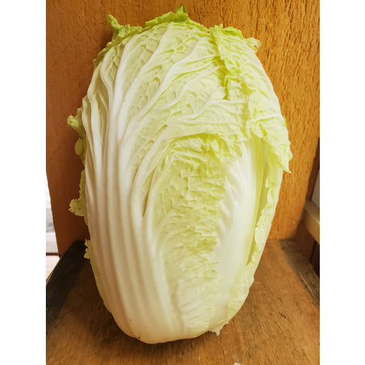 Cabbage, Napa, head