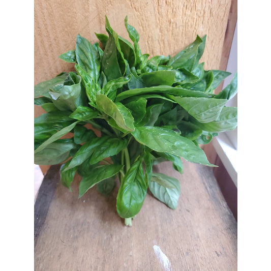 Italian Basil, Bunch