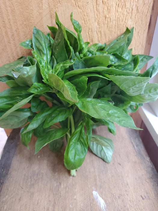Italian Basil, Bunch