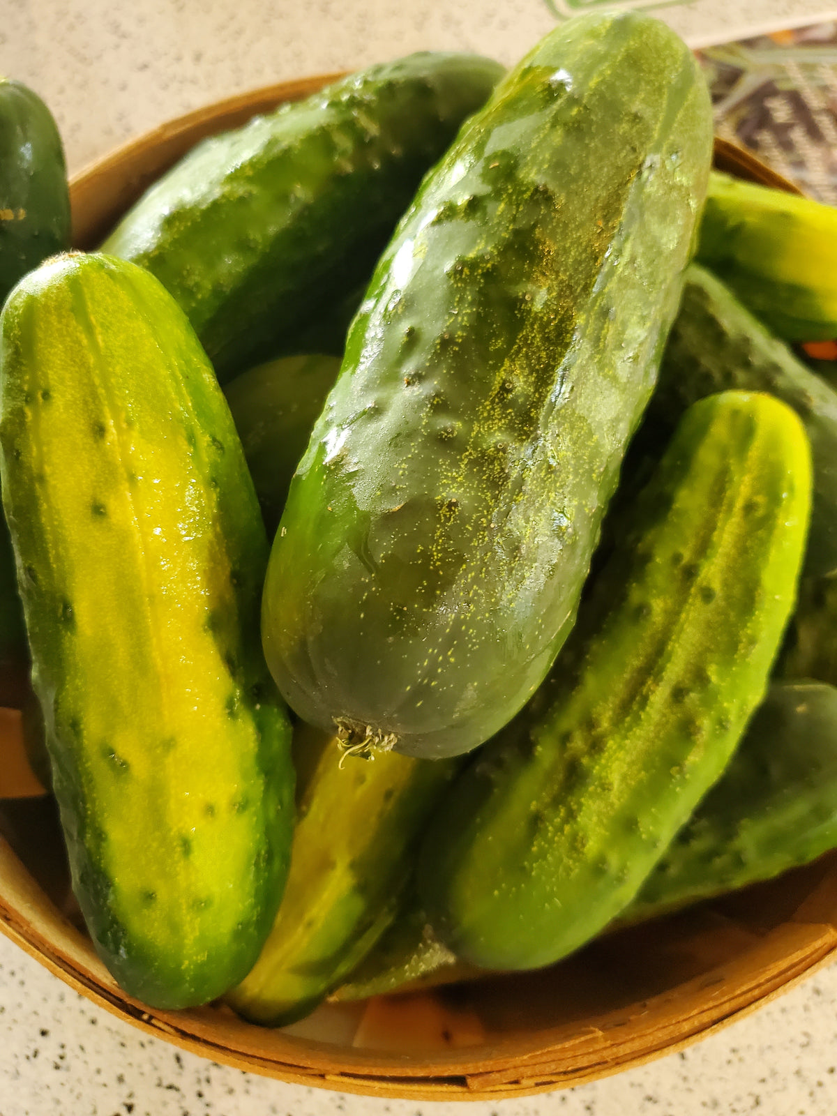 Cucumber, Pickling