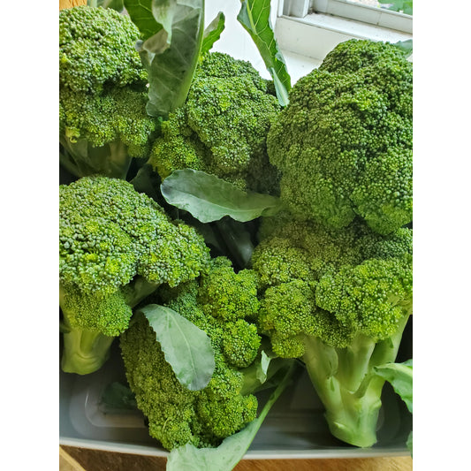 # Broccoli