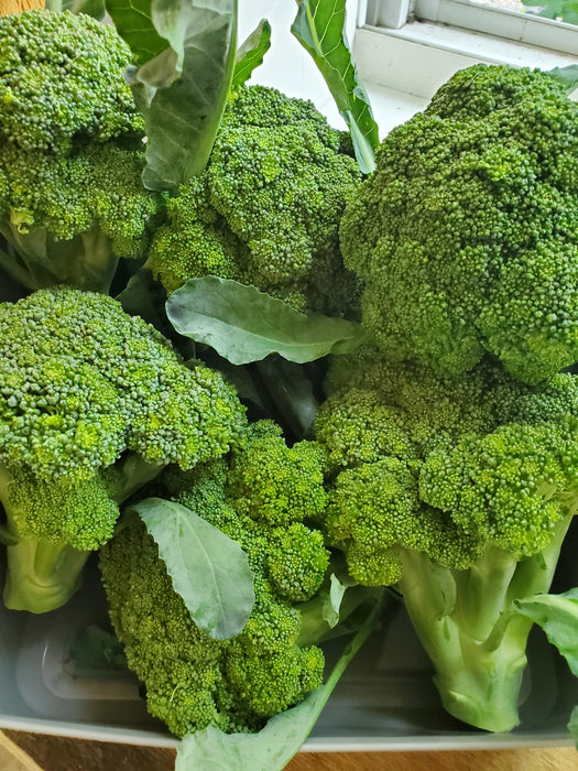 Broccoli, IPM, head, approx .5 lb